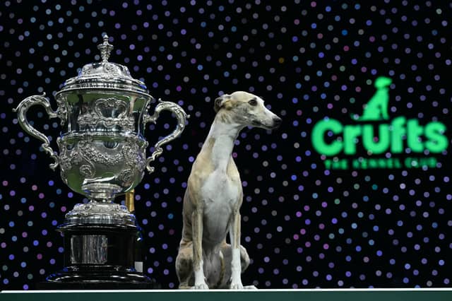 Miuccia became the fourth Whippet to win the Crufts Best in Show title last year (2025).