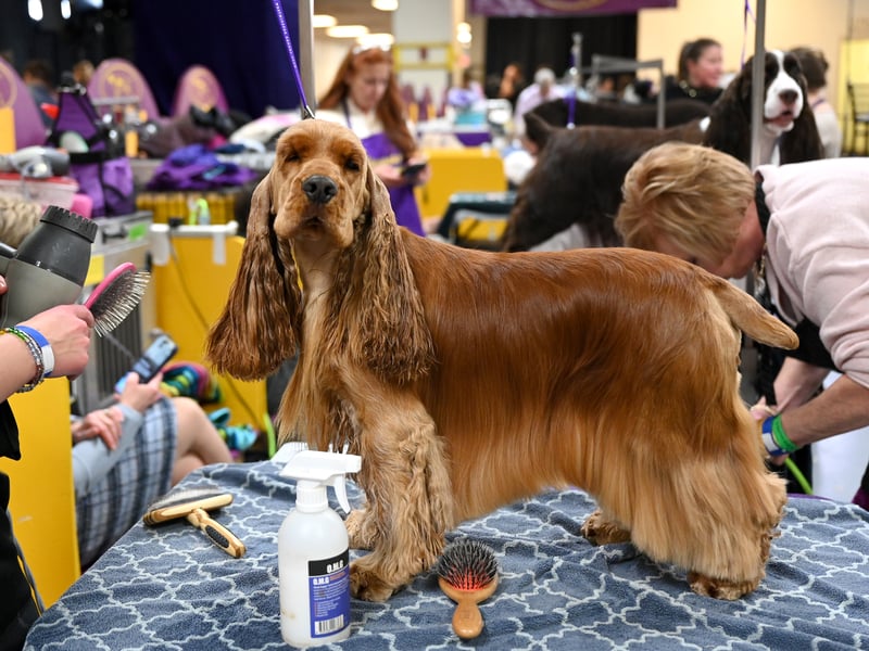 If you want the best chance of winning Best in Show then history tells us the English Cocker Spaniels is your best shot. They have won the title on a remarkable seven occasions. The last Cocker to win was Canigou Cambrai (also known as Albert) in 1996.