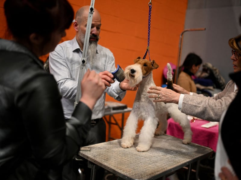 Originally bred to chase small game down burrows, the Wire Fox Terrier is equally at home above ground in the show ring. It has also won Best of Show at Crufts three times - most recently in 1978 when Harrowhill Huntsman took the crown.