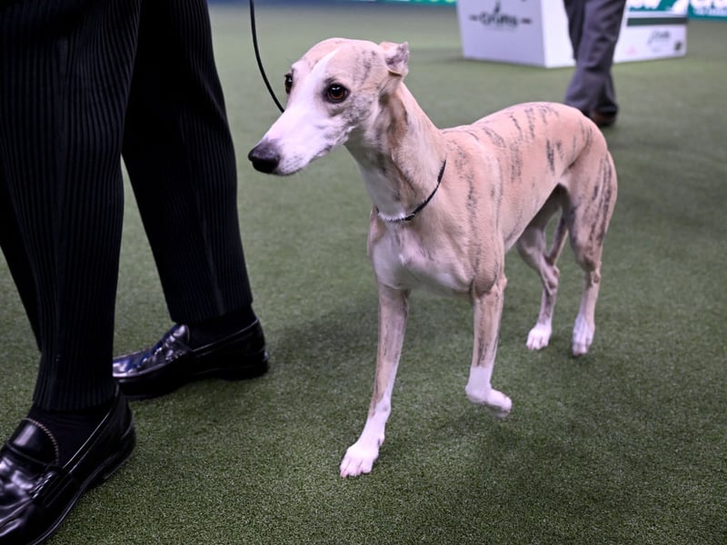 The final breed to join the four-times Best in Show club is the Whippet, with the fourth title arriving just last year when Miuccia won the 2025 trophy. The breed is a smaller descendent of fellow treble-winning the Greyhound.