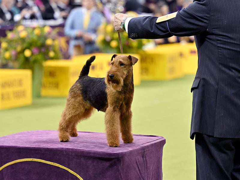 The third of the four-time champs is the Welsh Terrier. Sadly this is a dog you will see fairly rarely - it is now classed as a vulnerable native dog breed by the Kennel Club after a steep drop in popularity.