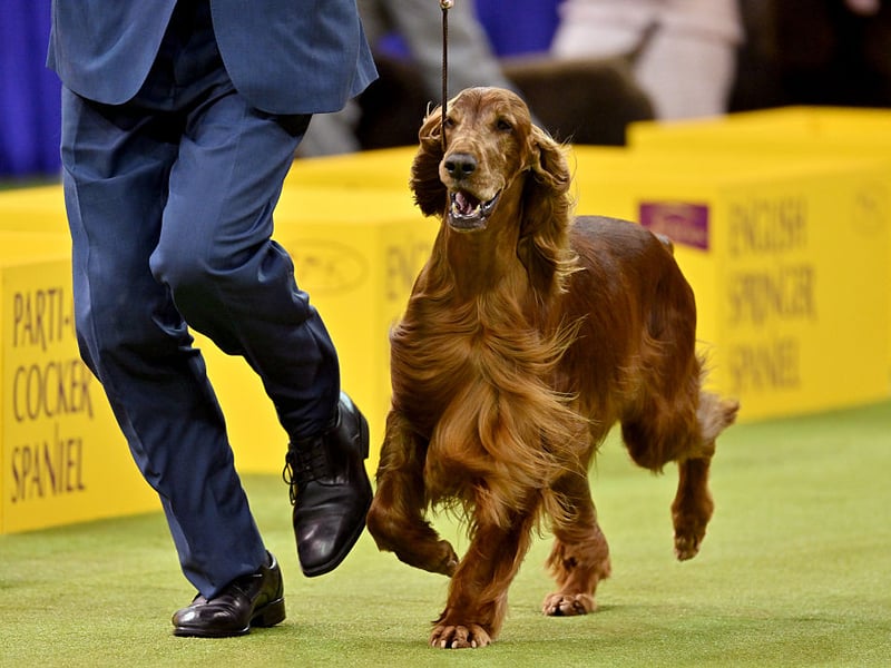 Four breeds have won Crufts on four occasions since the competition was opened to all breeds in 1886 (for five years prior to this, the show was only for terriers). The first is the gorgeous Irish Setter with their eye-catching mahogany red coat. This breed's last victory came in 1999 when Caspians Intrepid, owner by Jackie Lorimer, took the title.