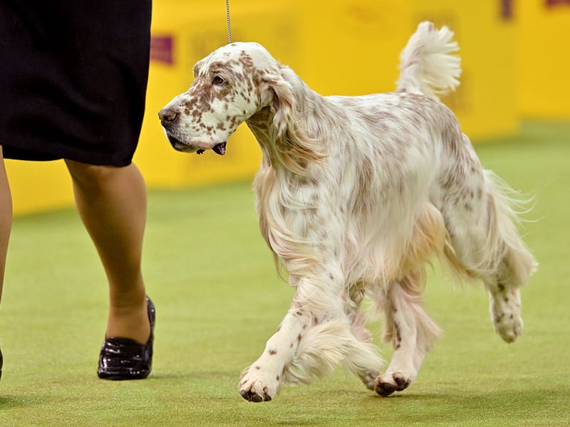 Seven different dog breeds have won Crufts Best in Show three times. The first is the English Setter - a breed known for its friendly and mellow temperament.