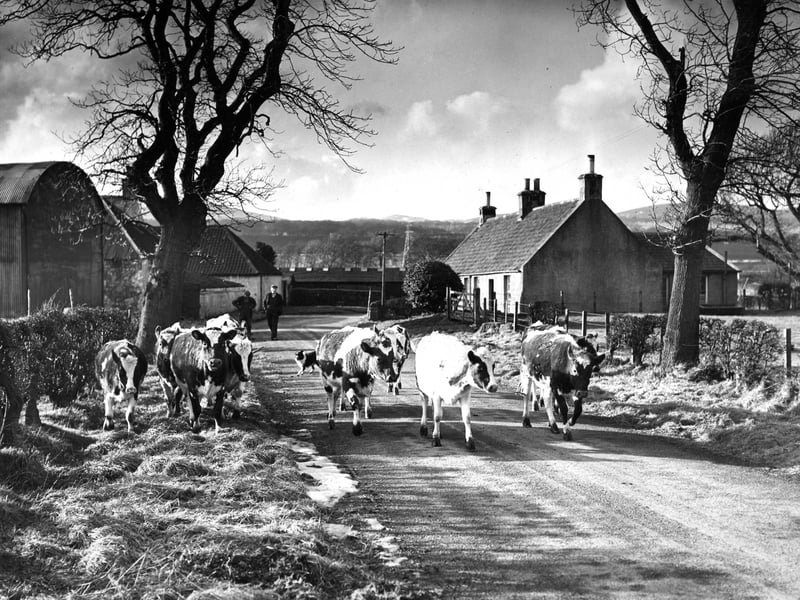 Cattle going to fresh pasture at Cocklan Farm, in Currie, in March 1958.