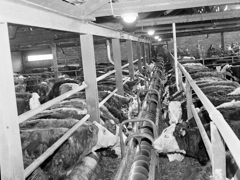 Animals feeding in automatic delivery troughs at Wariston Farm in Currie in February 1964.