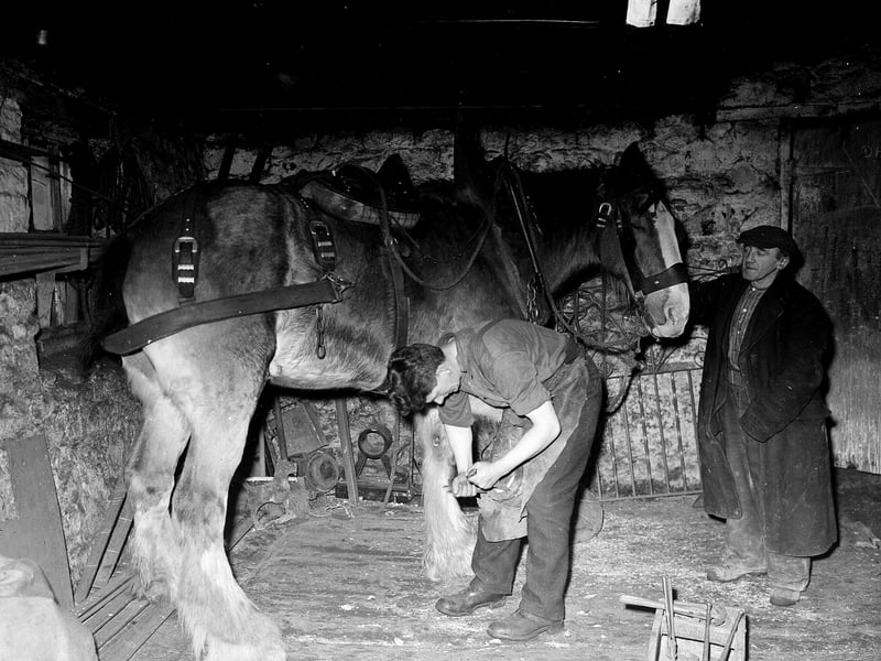 A Currie blacksmith shoeing a horse in March 1956.