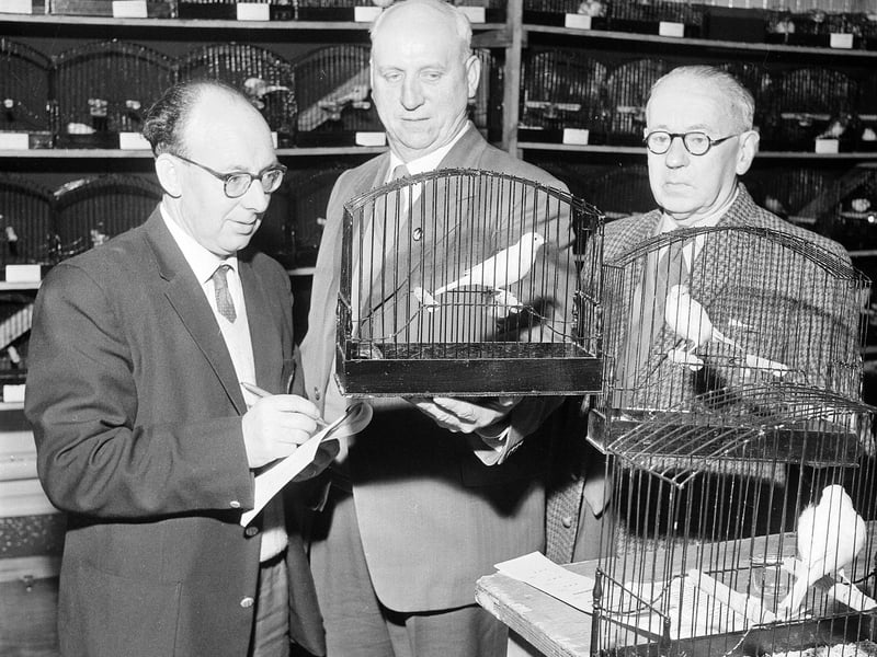 The annual show of the Colinton and Currie Ornithological Society in November 1964.