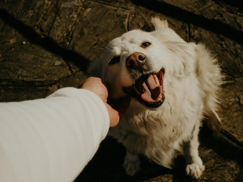 Golden Retrievers are the fourth more obedient dog breed. Combine that with their loveable good nature and you have a great family pet.