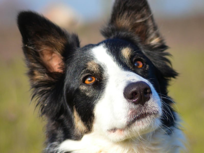 Top dog when it comes to obedience is the lively Border Collie - who are also the world's most intelligent dog. They do need lots of exercise though, so are not the perfect pet for everybody.