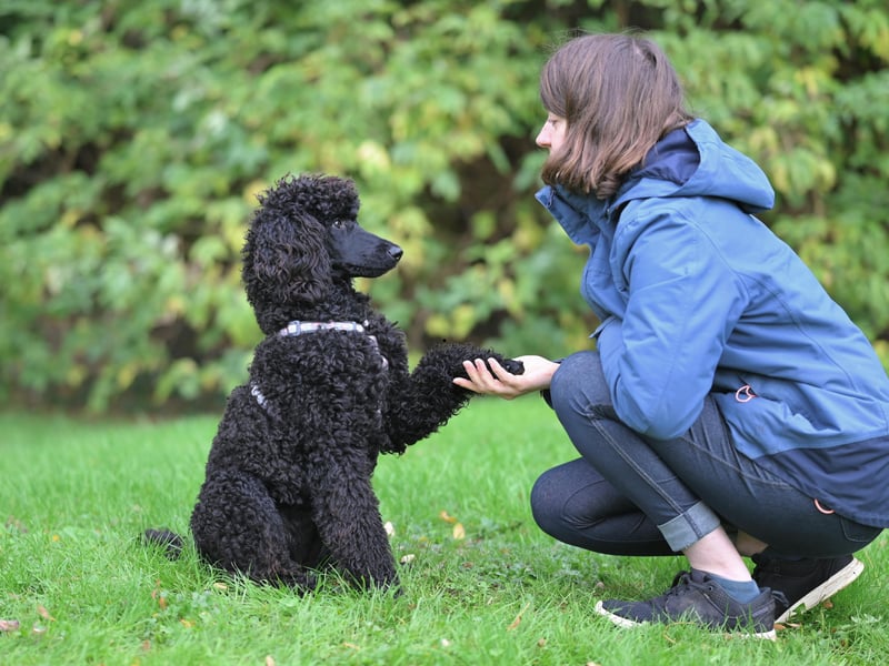 The second most obedient breed of dog is the Poodle - all sizes, from toy to standard. In order to be in the top tier of obedience a dog must listen to their owners' commands on the first try at least 95 per cent of the time.