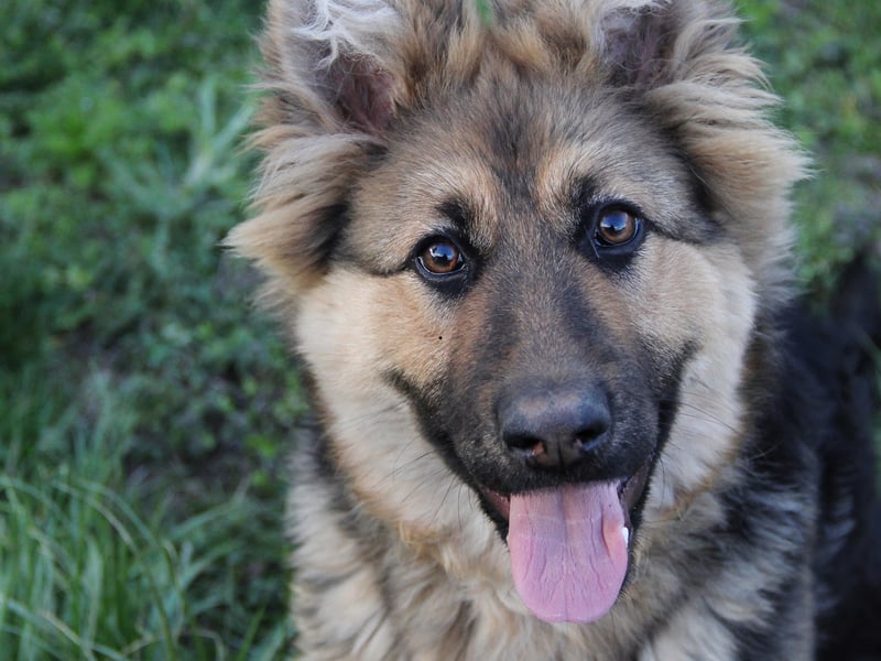 Claiming the bronze medal for obedience is the German Shepherd - which another of the most all-round intelligent breeds of dog.