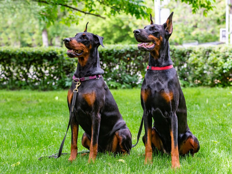 Dobermanns, also known as Doberman Pinschers, complete the top five of most obedient dogs. They make great guard dogs and are incredibly loyal. 