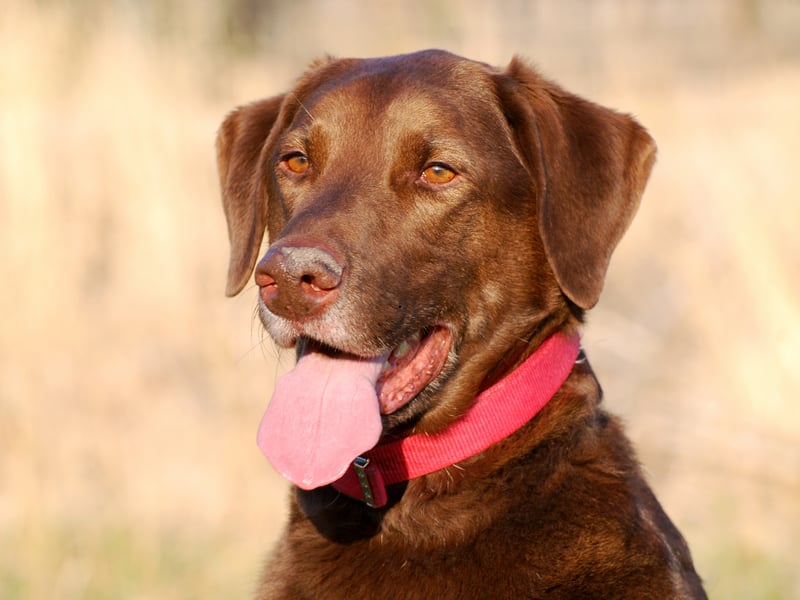 The adorable Labrador Retriever may be the UK's most popular dog breed, but it's only seventh when it comes to obedience.