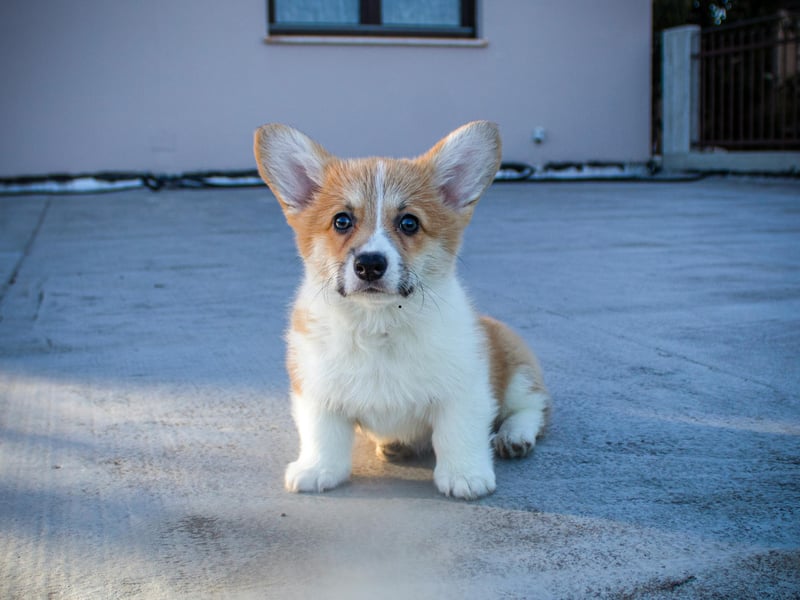 Corgis are spirited, intelligent, and highly responsive. They enjoy learning and thrive on obedience training - they just love to learn!