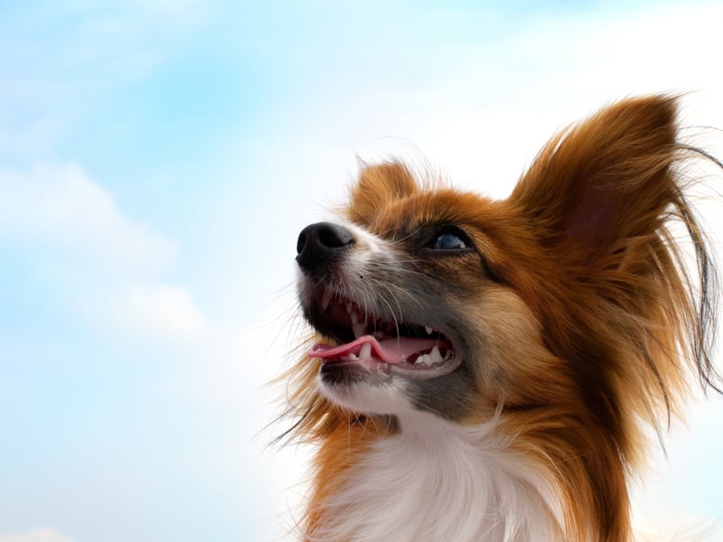 The only small dog to make the top 10 is the Papillon, who are also the most agile of the more diminutive breeds.