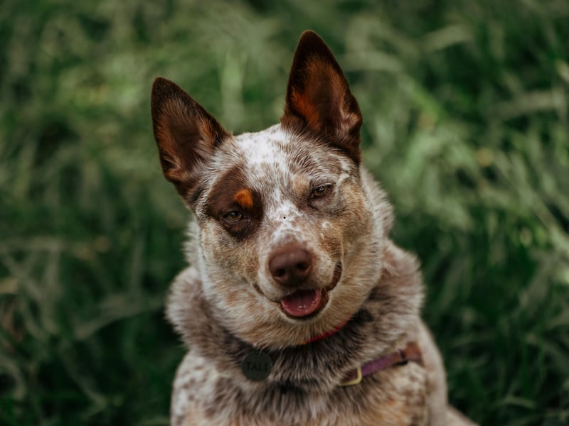Just sneaking into the top 10 most obedient dogs is the Australian Cattle Dog who, according to the American Kennel Club, are "true-blue loyal, famously smart, ever alert, and wary of strangers".