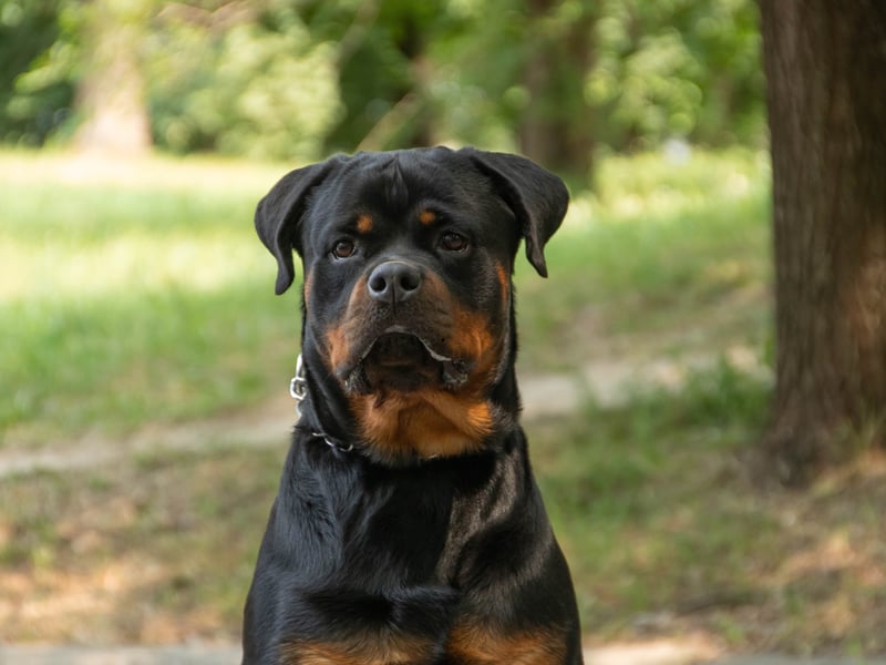 You won't have to tell a Rottweiler to do something twice. Their combination of obedience, eagerness to please, and loyalty makes them a great canine companion and earns them ninth place on this list.