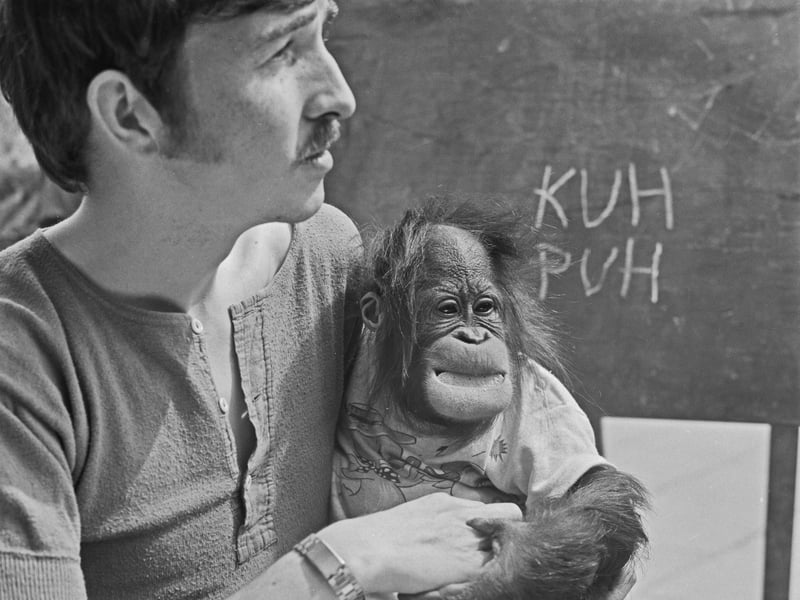 Anthropologist and film-maker Keith Laidler raises baby orangutan Cody as a human child at Flamingo Park Zoo, Yorkshire, in August 1974. Laidler was attempting to teach Cody to understand human speech, and published his findings in the book 'The Talking Ape'.