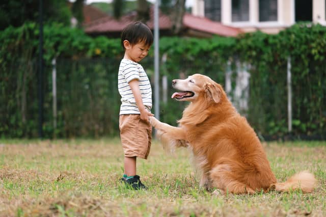 Some dogs have been shown to respond to command to commands like 'paw' better than others.