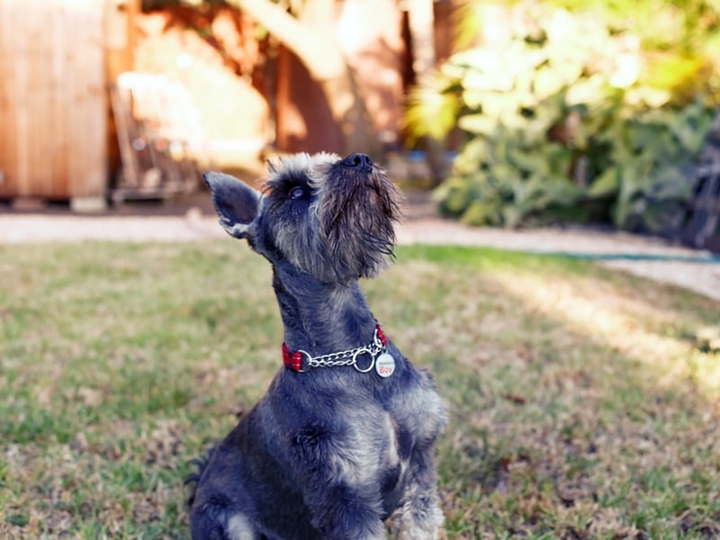 Completing our list is the Miniature Schnauzers. These dogs are alert, intelligent, and eager to please. Their trainability and affectionate nature combine to make them very obedient companions. Good boy.