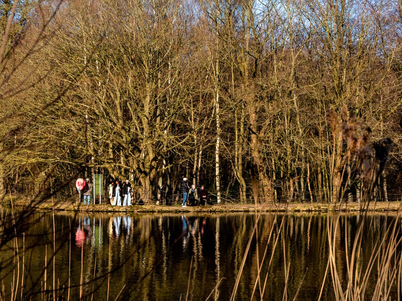 The undisputed champion of the comments. With over 700 acres of parkland, lakes, and woodland, it is no surprise that multiple readers, including Sarah Vickers, specifically recommended taking the dogs "round the lake and in the woods." It is a Leeds classic for a reason.