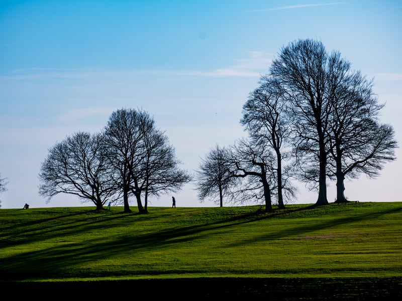 As the evening sun starts to lower it casts long shadows over the ground, silhouetting people as they walk between the bare trees which are now in the early stages of producing leaves for the new season.