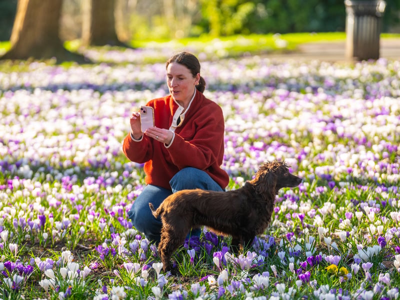 Janet Betts, from Moortown, Leeds, with her dog Koko amongst the flowering crocuses.