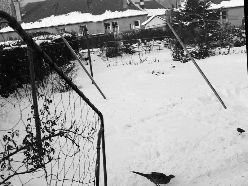 A pheasant in a snowy Colinton garden in January 1963.