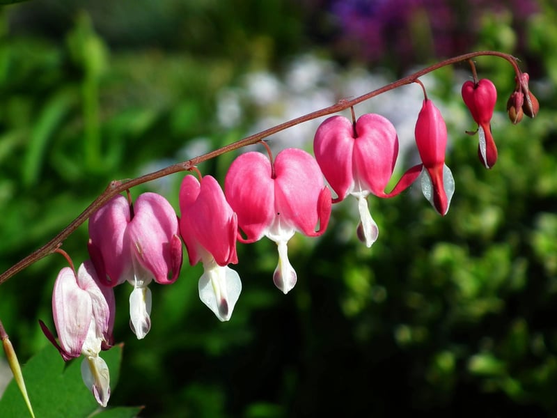 Bleeding Heart is a stunning plant which takes its name from its remarkable flowers that look (funnily enough) very much like a bleeding heart. The plant comes from Northeast China and Korea originally but now happily grows in gardens worldwide. It thrives in moist, humus-rich shade that's common in Scotland and brightens up dark corners beautifully.