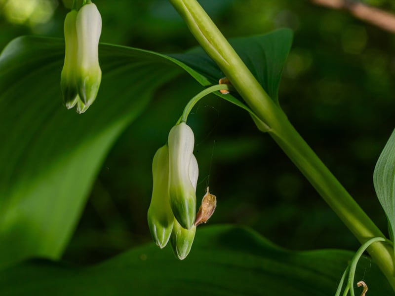 The evocatively-named Solomon's Seal grows naturally across the Northern Hemisphere and mixes well with ferns and hostas to give a nice woodland-feel to shaded areas. The graceful arching stems flower in May and June, with small, dangling, creamy-white blooms. It looks delicate but is actually as hardy as they come.