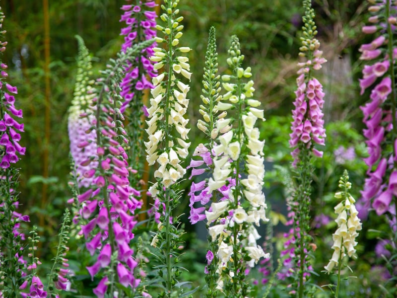 When it comes to native Scotish plants to populate your more shaded borders, it's hard to beat the surprisingly exotic looking Foxglove. Their tall and spiky spires of tubular flowers bloom from late spring and come in multiple shades of purple, pink, and white. It's a real favourite of butterflies and bees too - so you'll be doing your bit for the local ecosystem.