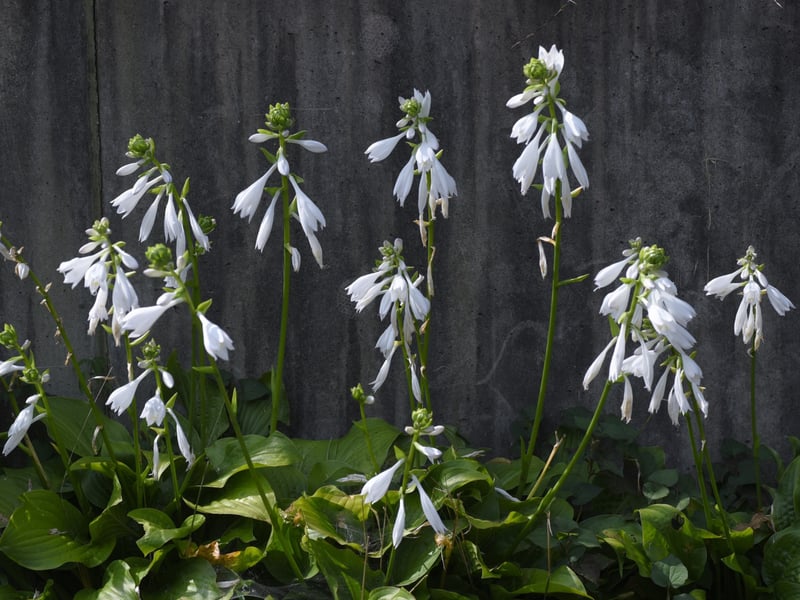 A hugely popular garden plant, Hostas originally come from northeast Asia and are sometimes known as Plantain Lilies. They are loved by gardeners for their lush, architectural foliage and elegant, bell-shaped summer flowers. Shade-tolerant and hardy, this is a perfect plant for borders under trees or walls. Just be careful to protect them from greedy slugs and snails, who see Hosta leaves as a delicacy. 