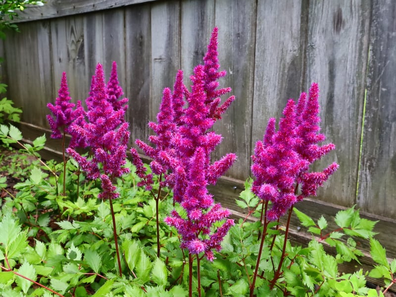 Also known as False Goat's Beard and False Spireanative, Astilbe is native to Asia and North America where it growns in mountain ravines and woodlands. Its feathery, plume-like flowers come in a spectrum of colours, including pink, red and white. When not flowering in late spring and summer it still has pleasing fern-like foliage - adding texture to gardens. It's a plant that thrives in damp, cool shady borders. That certainly sounds like Scotland. 