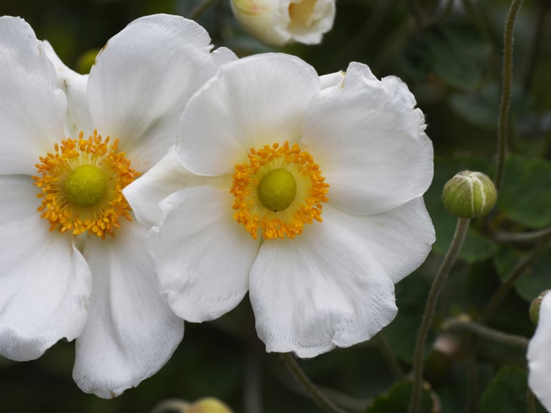 For that last summer period when everything seems to have already flowered, the Japanese Anomone provides blooms in pink or white with yellow centres. This is a tough, clump-forming perennial that will provide foliage year-round and is ideal for planting in shady borders ir rockeries next to walls.