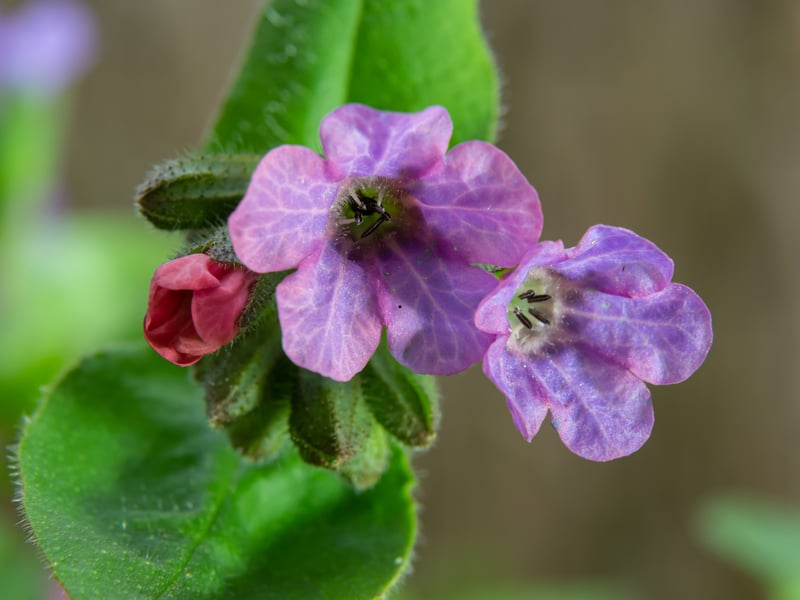 Pulmonaria, also known by the less-than-attractive name of Lungwort is a great choice if you're looking for a plant to flower in early spring, providing some much-needed colour. Originally from mainland Europe and Europe, it has spotted, silvered leaves and clusters of pink, purple, or blue flowers. It thrives in cool, damp shade, offering reliable colour and foliage contrast in woodland-style plantings. 