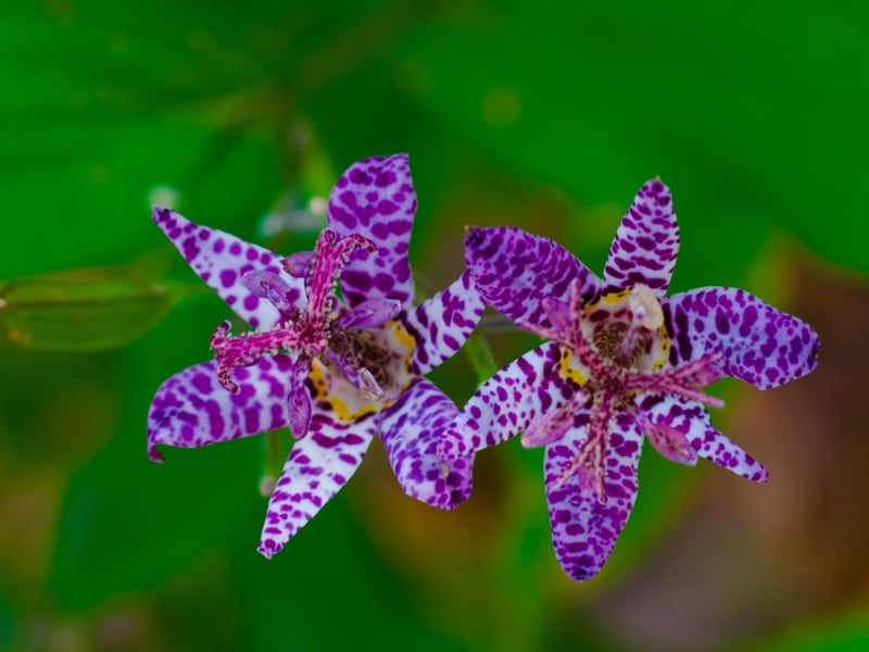 Looking like it would be more at home in the Amazon rainforest than a damn back garden in Fife, the Toad Lily's exotic orchid-like flowers with spotted petals appear in late summer to autumn. It's a reliable bloomer that prefers partial to full shade. 