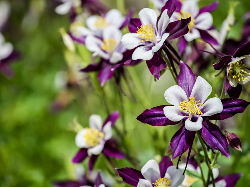 Also known as Granny's Bonnet (due to the distinctive sputted petals) and Columbine, Aquilegia is typically found in Northern Hemisphere meadows and woodlands. This hardy perennial flowers in late spring and is easy to grow - self-seeding to spread across shaded borders. 