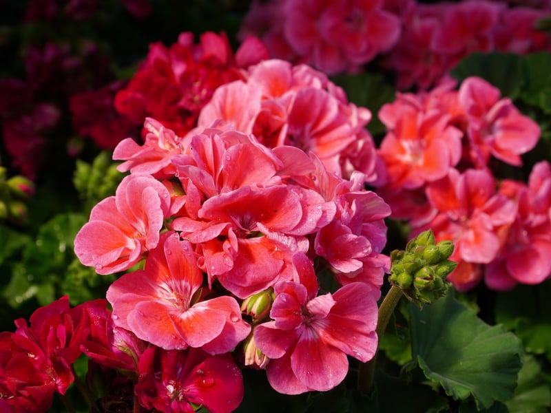 Sometimes you just can't beat the classics - and that's certainly the case when it comes to the Geranium. A plant that's practically impossible to kill, they cope well with Scottish 'summers' and are guarateed to provide huge amounts of colour with their violet-blue, saucer-shaped blooms. 
