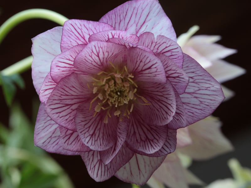 Helleborus are variously called the Winter Rose, Christmas Rose or Lenten Rose (despite not being related to genuine roses). As those names would suggest, this is a plant that flowers during winter when all else seems barren of colour. Their elegant, nodding flowers come dusky pinks, whites, and purples. They thrive in moist and shady Scottish soil. 