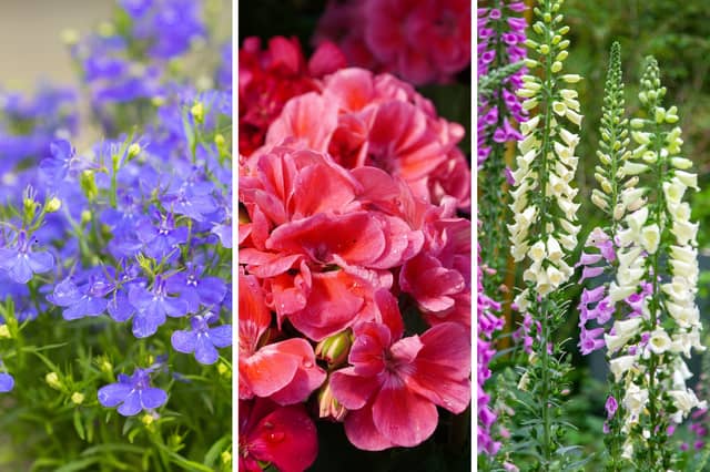 Three flowering plants perfect for shaded borders.