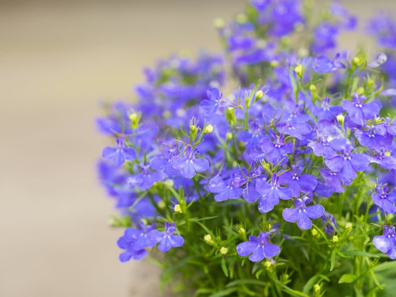 The easy-to-care-for Lobelia's bright, vibrant violet, blue or white flowers contrast wonderfully against its green foliage. This is the perfect plant to pop at the front of shady garden borders.