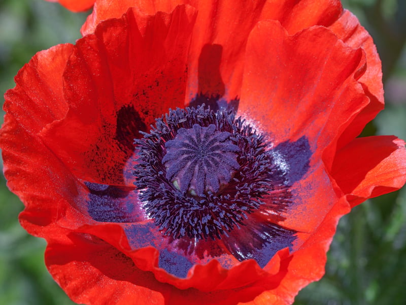 Bloom don't come much more dramatic than produced by the stunning Oriental Poppy. Their showy flowers appear in early summer and as long as they get plenty of sun they'll grow beautifully in sandy soil. A word of warning though, their foliage dies back after they flower, so you'll want other plants to grow alongside them to provide coverage year-round.