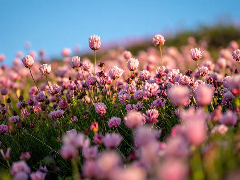 Also sometimes known as Sea Pinks, the Sea Thrift is native to Scotland where it can be found on the coast - so is perfect to add to sandy gardens where it will make itself very much at home. It's a compact wee plant with tufts of grassy leaves and pink or white pom-pom flowers appearing in spring. It's also a perfect choice to pop in pots.