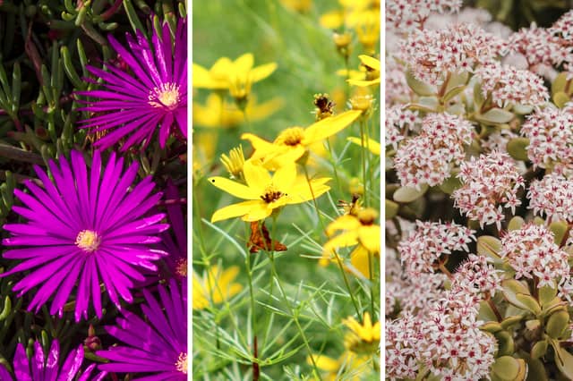 Some flowering plants to add colour to sandy borders.
