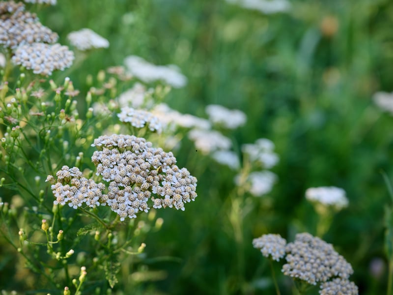 Yarrow is a plant that will happily tolerate poor sandy soils in Scotland and doesn't even need much water to thrive. It has flat-topped flower clusters that come in various colors and have the added bonus of attracting pollinators into gardens. Even when not blooming, it has attractive fern-like leaves which are a great addition to a border.