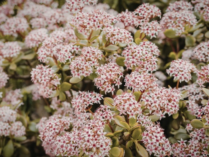 Much like a cactus, the Sedum stores water in fleshy leaves, meaning it has no issue with growing in dry sandy soil. It produces pretty pink flower heads in late summer, which turn bronze in autumn, continuing to attract bees to its late-season nectar.