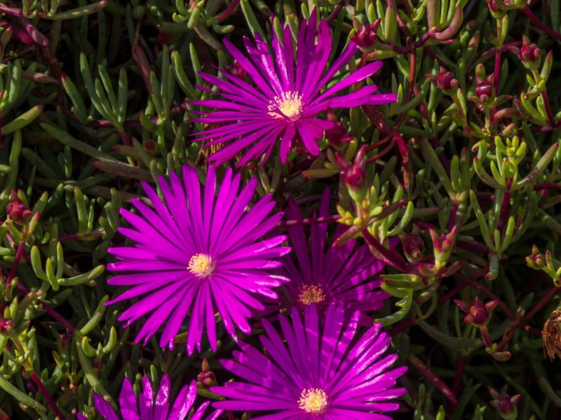 If you're looking for plenty of flowers in your sandy garden then the Ice Plant is a great choice. It produces dozens of starry flowers in late summer and has succulent leaves that look attractive all year round. A popular plant for rock gardens, they attract insects to their pollen-rich blooms.