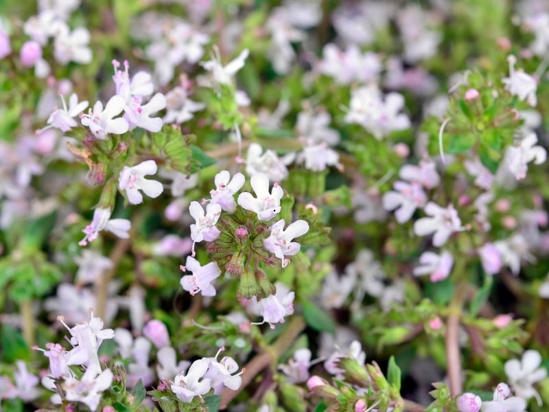 An aromatic herb that produces tiny flowers in summer. It prefers sunny, well-drained sandy soil, provides excellent ground coverage, and you can dry it and use it in your cooking.