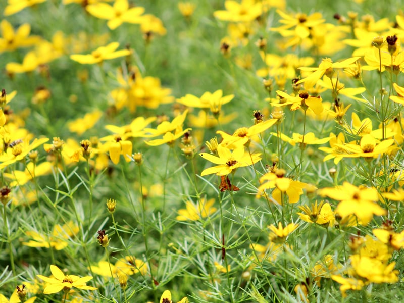 Easy to grow in sandy soil, Tickseed produces yellow daisy-like flowers that bloom over a long season, from the middle of spring well into autum.