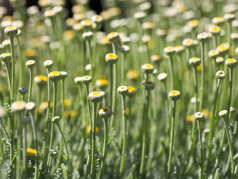 To bring a little of the Mediterranean to your sandy Scottish garden, consider planting some Cotton Lavender. It provides aromatic, silver-grey foliage all year, with intersting yellow button-like flowers appearing in the summer. This is a plant that will even thrive in exposed gardens as it will put up with windy conditions.